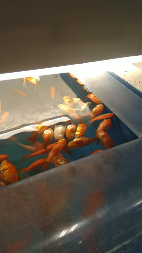 Pet Supply Store «PetSmart», reviews and photos, 10625 N Oracle Rd, Oro Valley, AZ 85737, USA