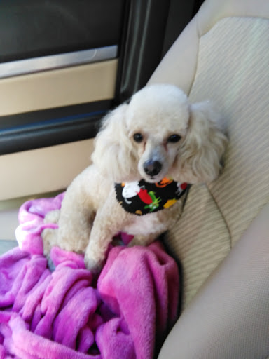 Pet Groomer «A Klassy Lassie, LLC», reviews and photos, 30 Old Jackson Rd, McDonough, GA 30252, USA