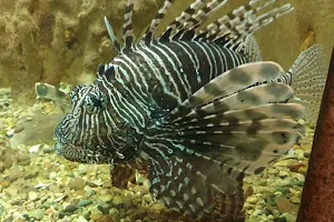 Red Sea Aquarium image