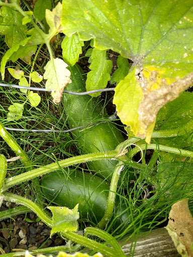 Park «Gamebird Park», reviews and photos, 1500 Mallard Ave, Springfield, OR 97477, USA