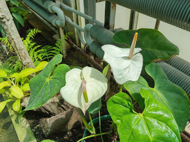 Hozzászólások és értékelések az Nemzeti Botanikus Kert, Vácrátót-ról