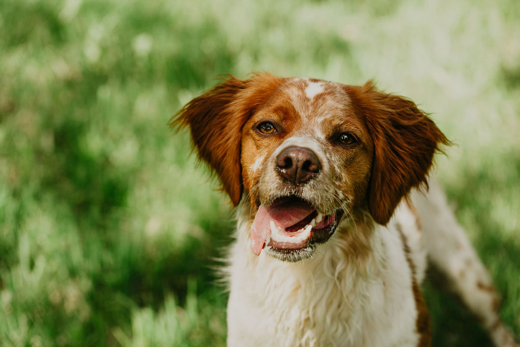 dogs dig walking