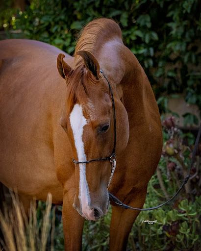 Soltau Cory H DVM image