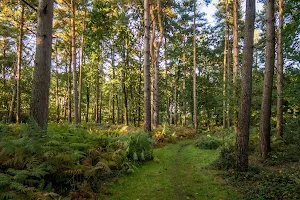 Pamber Forest image