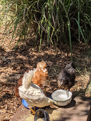 Poultry farm Concord