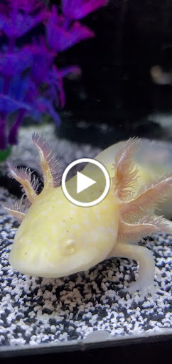 Pet Store «Fins Feathers Paws & Claws», reviews and photos, 436 Main St, Harleysville, PA 19438, USA