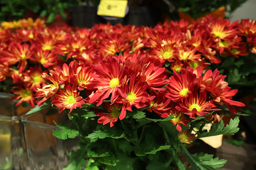 Grocery Store «Food Lion», reviews and photos, 215 Stadium St, Smyrna, DE 19977, USA