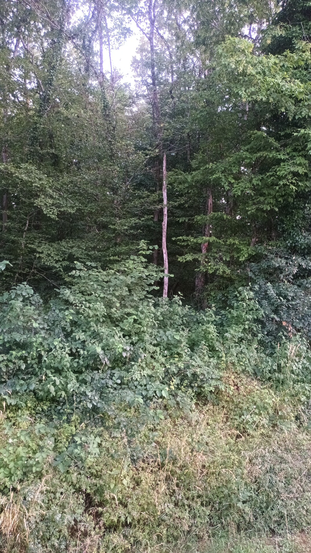 Photo n° 1 de l'avis de Olivier.r fait le 27/06/2023 à 18:40