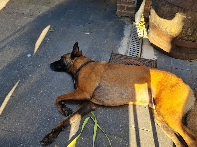 Hondenschool WoefWijs vzw - Waver