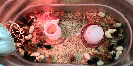 Home Improvement Store «Tractor Supply Co.», reviews and photos, 2101 Bay St STE A, Taunton, MA 02780, USA