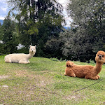 Photo n°2 de l'avis de fredbull_22. fait le 13/12/2020 à 18:11 sur le  La Bercia Ristorante Pizzeria à La Villa