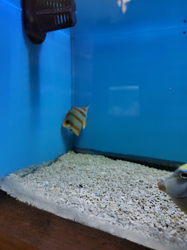 Tropical Fish Store «Ocean Aquarium», reviews and photos, 6820 E Black Horse Pike, Egg Harbor Township, NJ 08234, USA