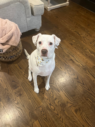 Pet Groomer «Tidy Dog Pet Supply & Salon», reviews and photos, 2612 Lebanon Pike A, Nashville, TN 37214, USA