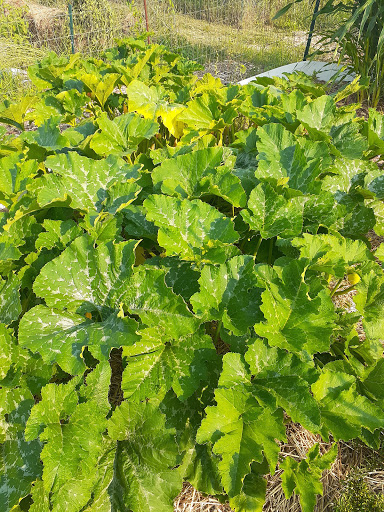 Cuyahoga Falls Community Gardens at Keyser Park image 2