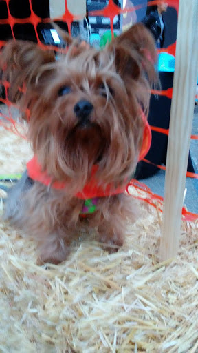 Pet Supply Store «The Urban Pet», reviews and photos, 7515 Beverly Blvd, Los Angeles, CA 90036, USA