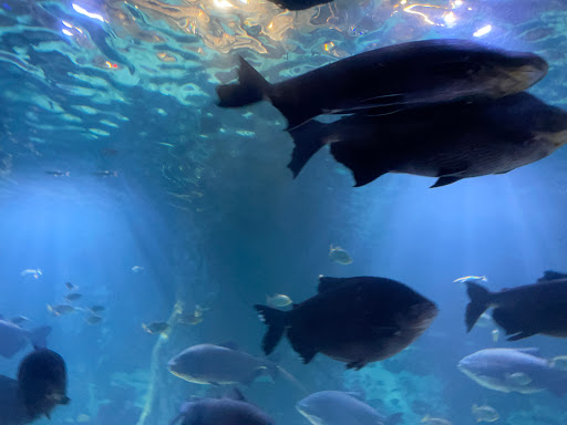 Shopping Mall «Newport on the Levee», reviews and photos, 1 Levee Way, Newport, KY 41071, USA