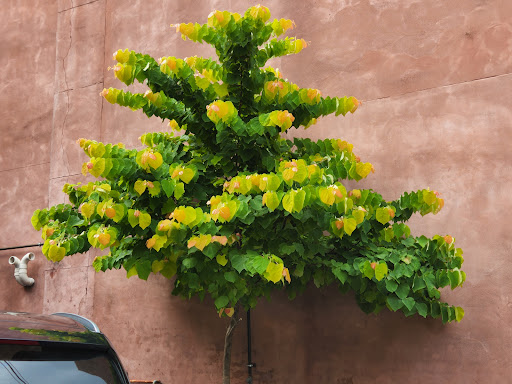 General Store «Mast General Store Waynesville», reviews and photos, 63 N Main St, Waynesville, NC 28786, USA