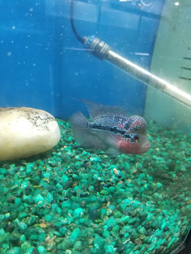 Tropical Fish Store «Petworld», reviews and photos, 2700 Carson St, Haltom City, TX 76117, USA
