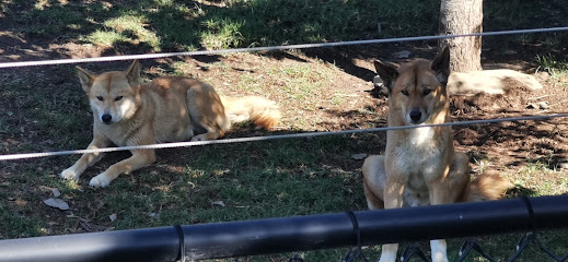 Dingo - Sydney Zoo