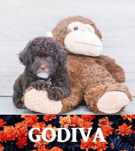 Pet Store «Pet Express», reviews and photos, 100 Independence Way, Danvers, MA 01923, USA