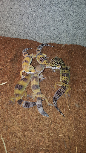 Pet Store «CUSTOM CREATURES PET SHOP», reviews and photos, 10727 N 19th Ave, Phoenix, AZ 85029, USA