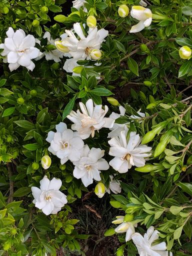 Park «Cathedral Square», reviews and photos, 300 Conti St, Mobile, AL 36602, USA