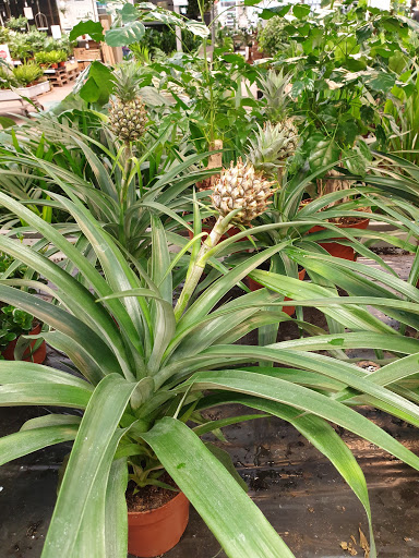 Cheap plants Stockholm