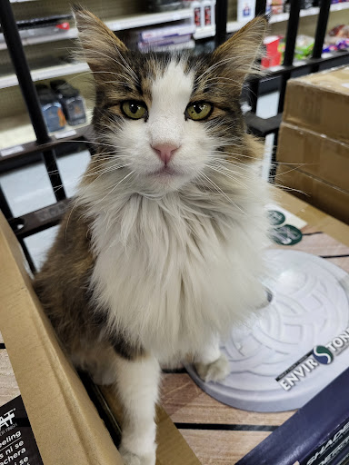 Ace Hardware image