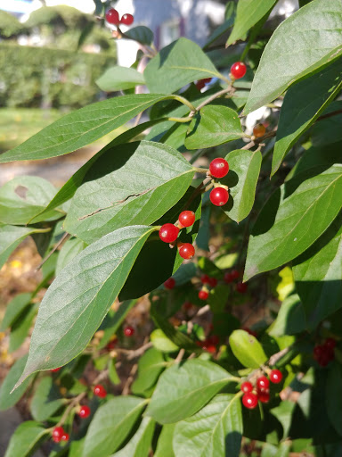 Park «Quincy Park», reviews and photos, 1021 N Quincy St, Arlington, VA 22201, USA