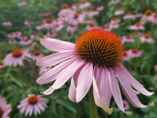 Zoo «Capron Park Zoo», reviews and photos, 201 County St, Attleboro, MA 02703, USA