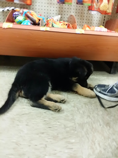Pet Supply Store «PetSmart», reviews and photos, 950 Hanes Mall Blvd, Winston-Salem, NC 27103, USA