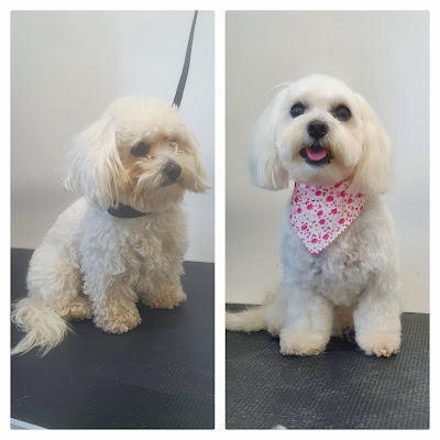 4 PAWS DOG Grooming