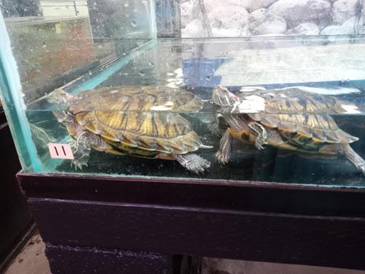 Pet Supply Store «Global Aquatics & Pet Supplies», reviews and photos, 1420 S Carlos Ave, Ontario, CA 91761, USA