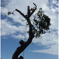 Scott's Tree Service - Photo 3 - Car repair in , Lake Charles
