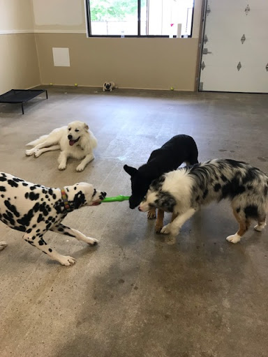 Wags and Whiskers Pet Resort