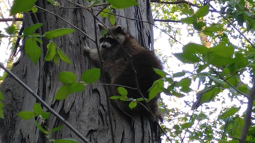 Nature Preserve «Red Oaks Nature Center», reviews and photos, 30300 Hales St, Madison Heights, MI 48071, USA