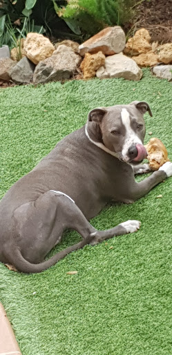 Anicura Lepanto Referencia Veterinaria en Mairena del Aljarafe