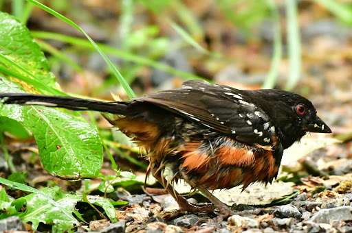 Maplewood Flats Conservation Area