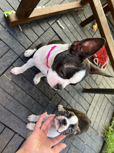 Pet Store «Alley Cat Pet Center», reviews and photos, 8700 NE Vancouver Mall Dr, Vancouver, WA 98662, USA