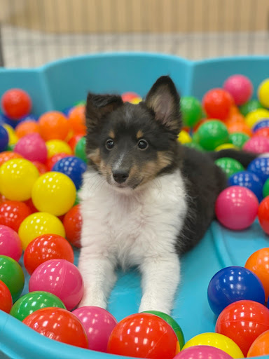 Pet Store «Puppies N Love», reviews and photos, 7700 W Arrowhead Towne Center, Glendale, AZ 85308, USA