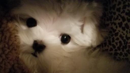 Pet Supply Store «Evolution Pet Food», reviews and photos, 1081 MN-36, Maplewood, MN 55109, USA