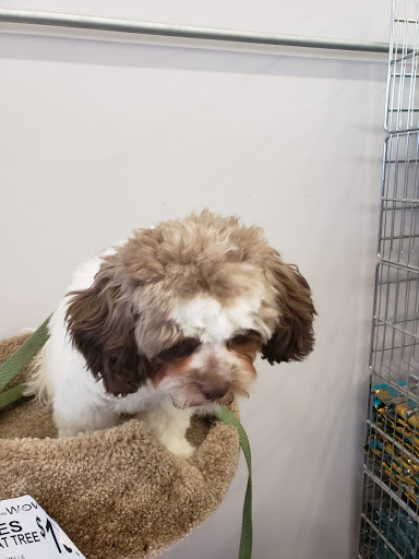 Pet Supply Store «Bow Wow and Meow Pet Supplies», reviews and photos, 1648 S 4th St, Allentown, PA 18103, USA