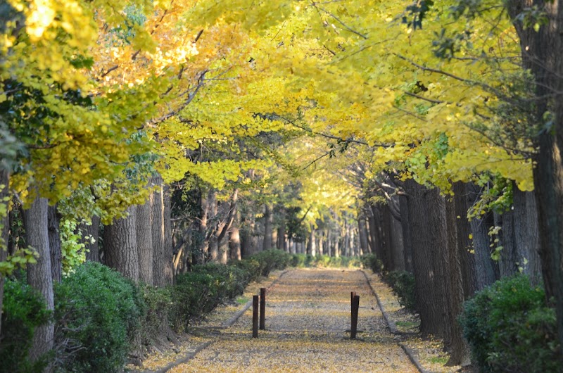 五井海岸緑地