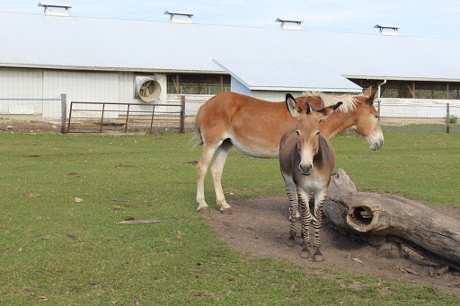 Zoo «Dutch Creek Farm Animal Park», reviews and photos, 6255 N 1000 W, Shipshewana, IN 46565, USA
