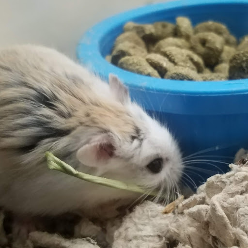 Pet Supply Store «Pet Supplies Plus», reviews and photos, 4500 Arroyo Vista, Livermore, CA 94551, USA