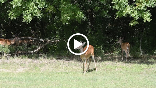 Museum «Texas Military Forces Museum», reviews and photos, 2200 W 35th St, Austin, TX 78703, USA