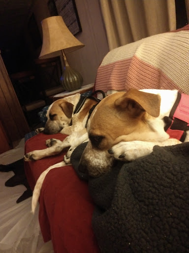 Pet Store «Pets Plus - Lansdale», reviews and photos, 555 S Broad St, Lansdale, PA 19446, USA