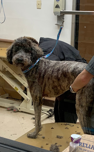 Pet Supply Store «PetSmart», reviews and photos, 4421 Virginia Beach Blvd, Virginia Beach, VA 23462, USA