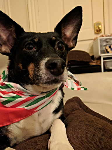 Pet Supply Store «Petco Animal Supplies», reviews and photos, 861 Williston Rd, South Burlington, VT 05403, USA