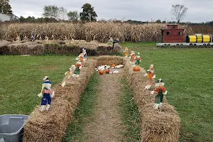 Brasee's Corn Maze image